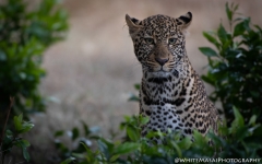 Samburu_Sept_2018-3479