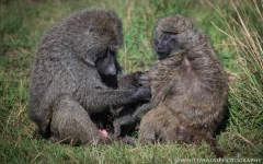 Samburu_Sept_2018-3649