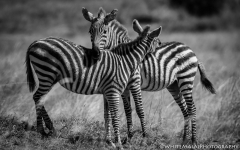 Samburu_Sept_2018-3674