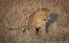 Samburu_Sept_2018-3904