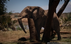 Samburu_Sept_2018-6837