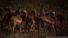 Samburu_Sept_2018-6910