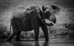 Samburu_Sept_2018-6939