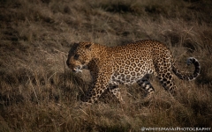 Samburu_Sept_2018-7504