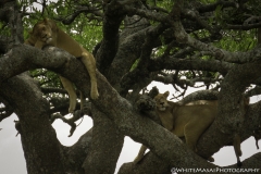 Tanzania_March2018-0584