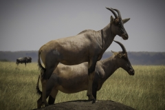 Tanzania_March2018-0753