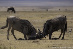 Tanzania_March2018-4532