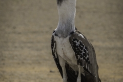 Tanzania_March2018-4587