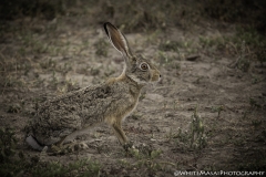 Tanzania_March2018-4862