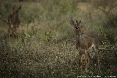 Tanzania_March2018-5211