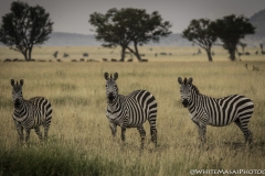 Tanzania_March2018-6221