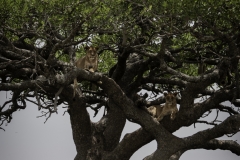 Tanzania_March2018-6391