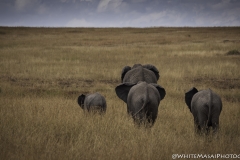Tanzania_March2018-7733