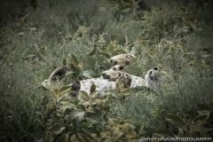 Tanzania_March2018-8053