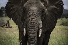 Tanzania_March2018-8100