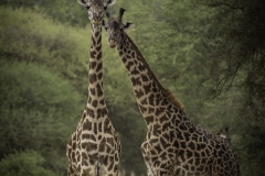 Tanzania_March2018-8171