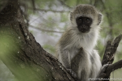 Tanzania_March2018-8199-2