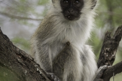 Tanzania_March2018-8199