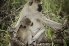 Tanzania_March2018-8209